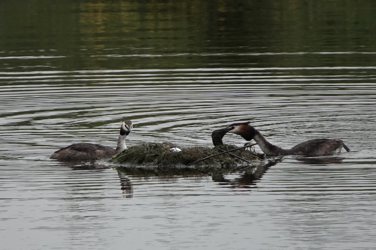 Great Crested Grebe - ML620957374
