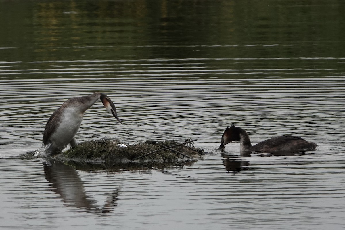 Great Crested Grebe - ML620957377