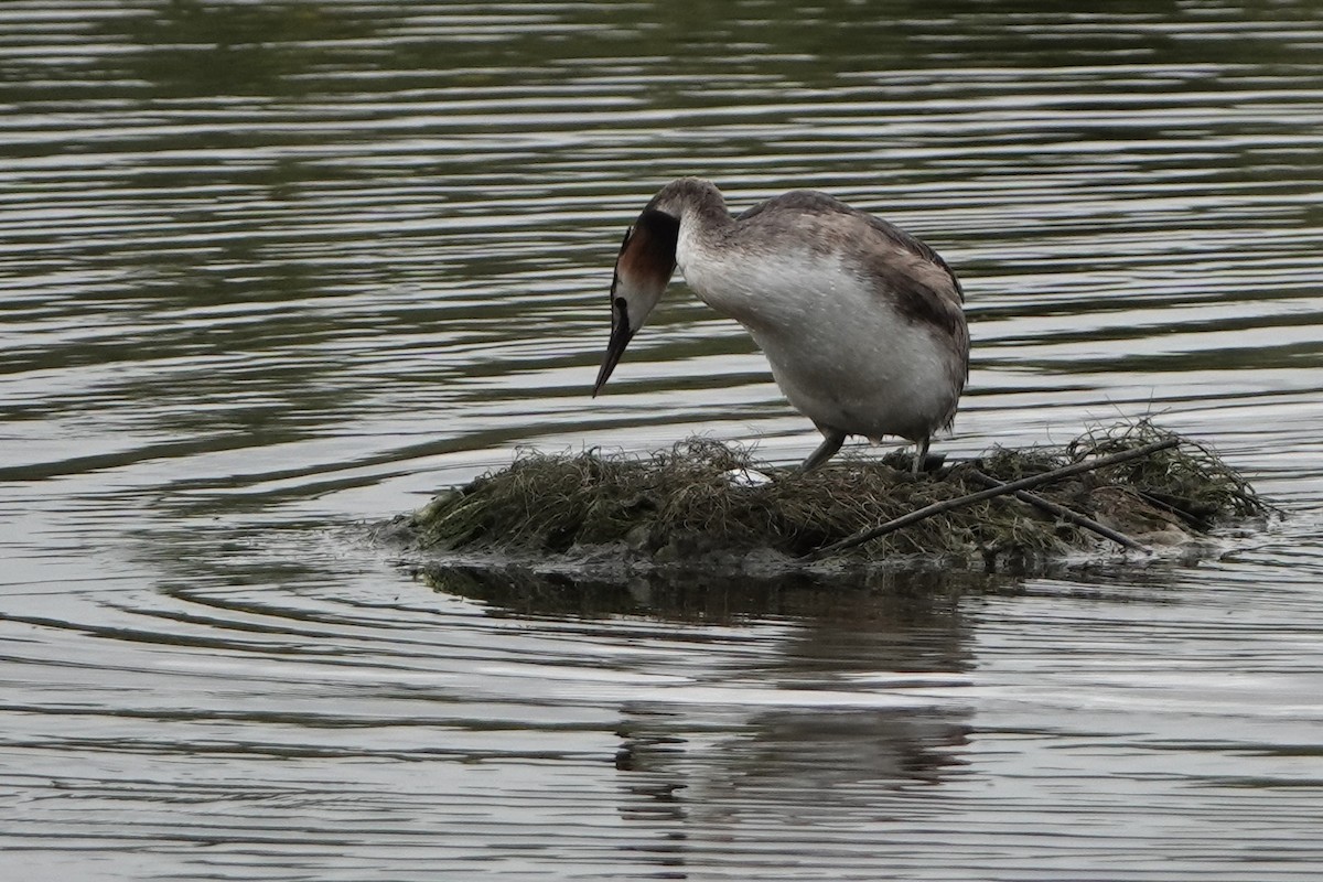 Great Crested Grebe - ML620957378