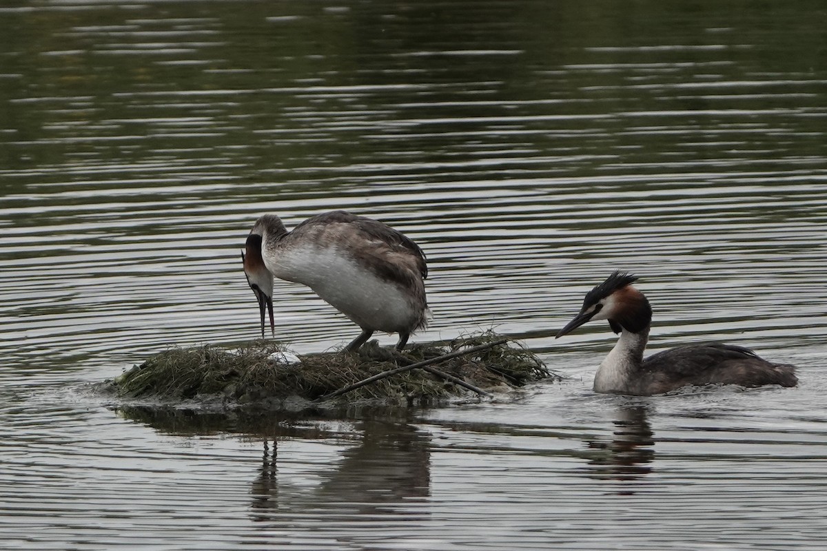 Great Crested Grebe - ML620957379