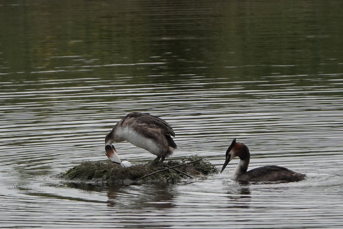 Great Crested Grebe - ML620957380