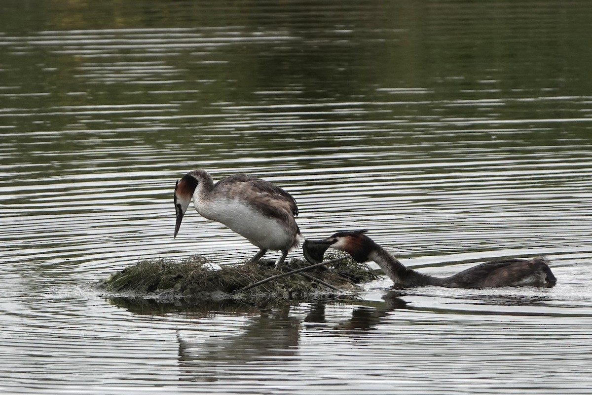 Great Crested Grebe - ML620957381