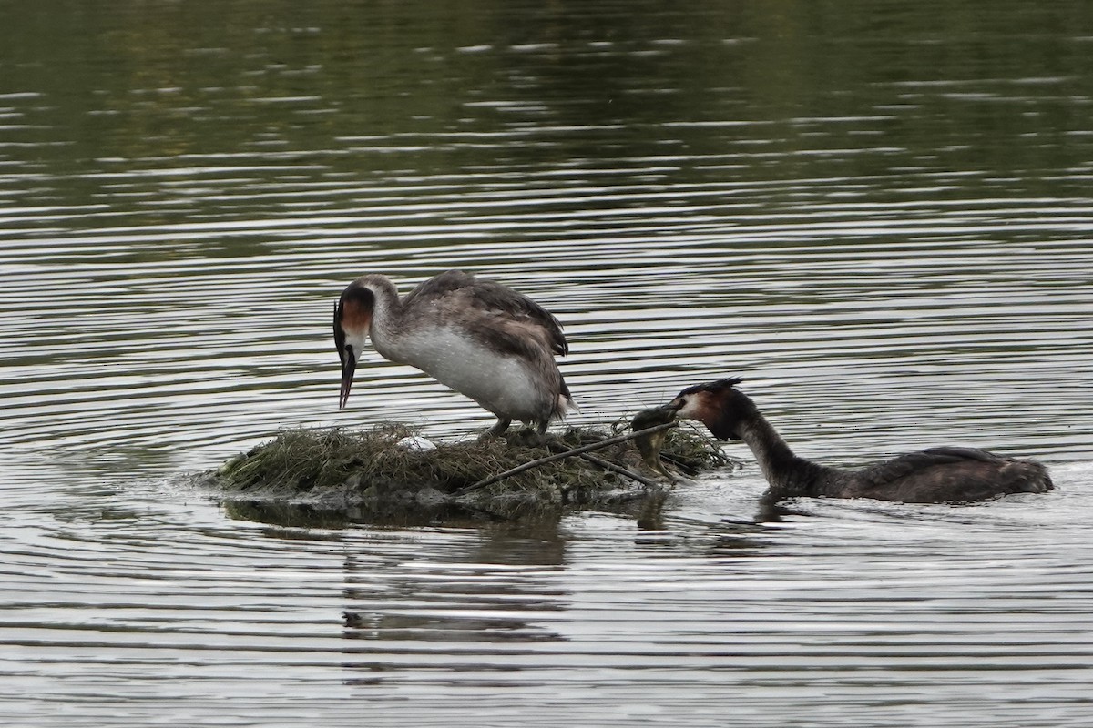 Great Crested Grebe - ML620957382