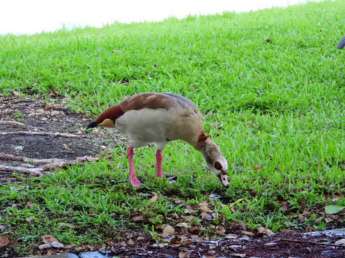 Egyptian Goose - ML620957385