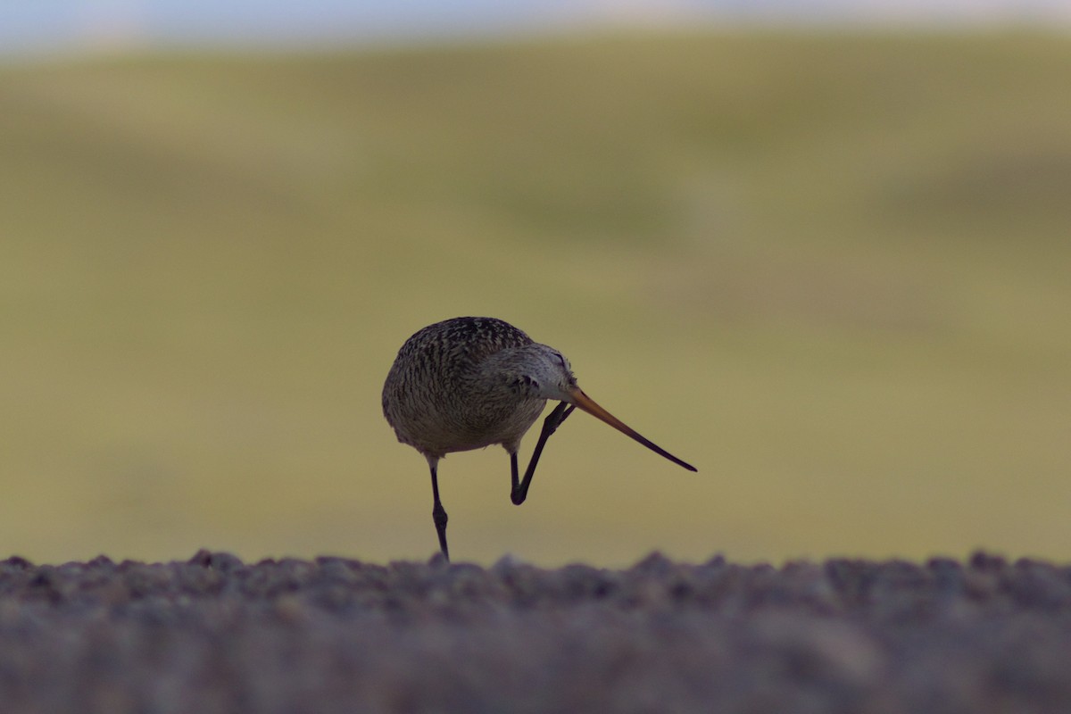 Marbled Godwit - ML620957497