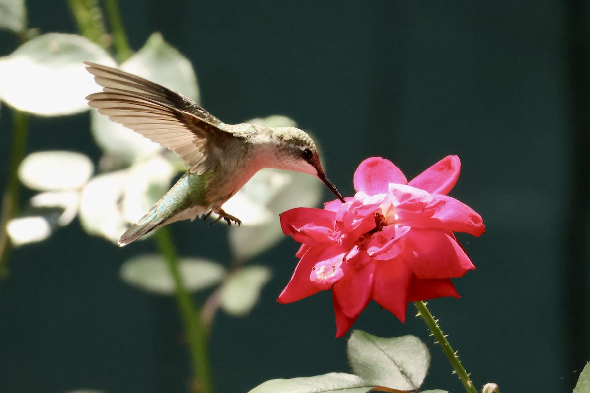 Ruby-throated Hummingbird - ML620957509