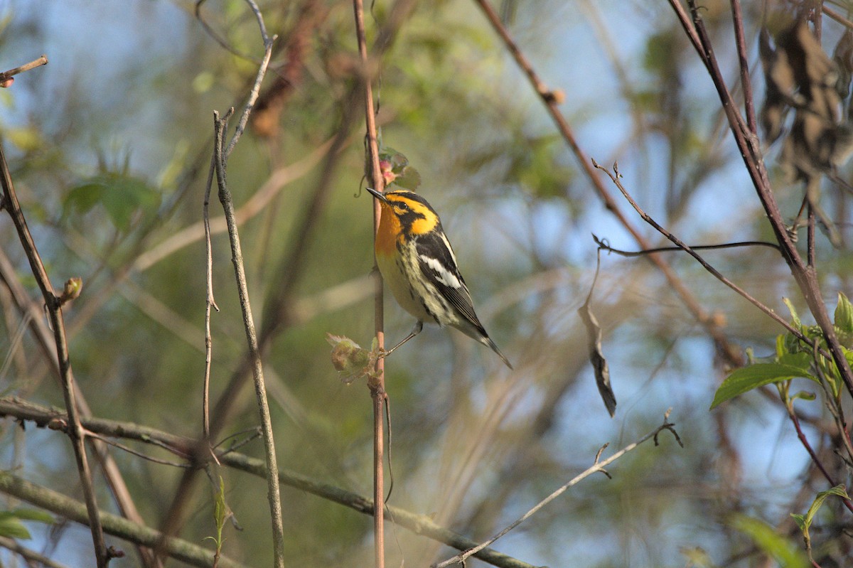 Blackburnian Warbler - ML620957549