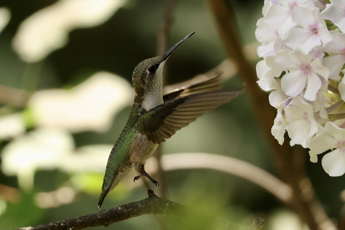 Ruby-throated Hummingbird - ML620957561