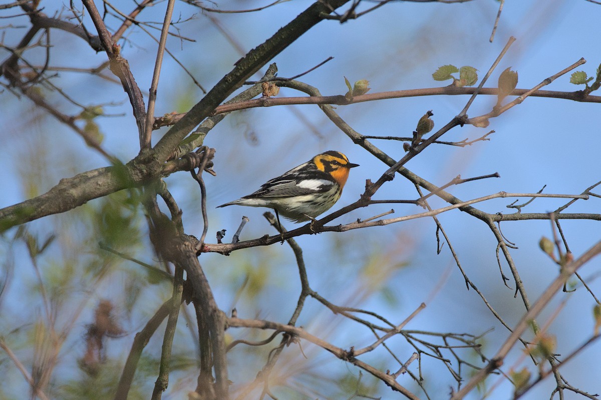 Blackburnian Warbler - ML620957570