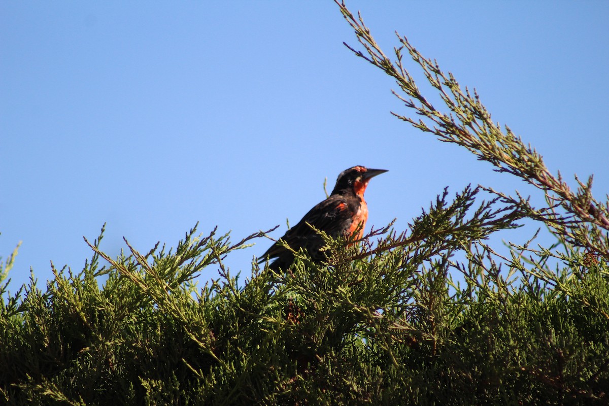 Long-tailed Meadowlark - ML620957605