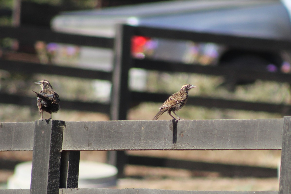 Long-tailed Meadowlark - ML620957685