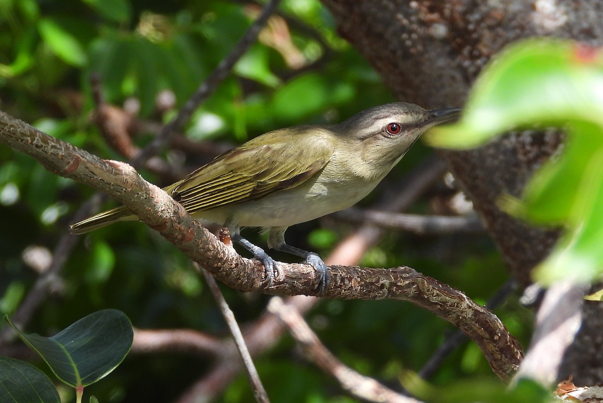 Black-whiskered Vireo - ML620957784