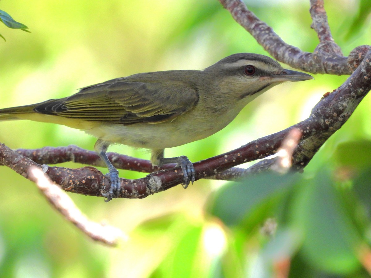 Black-whiskered Vireo - ML620957791