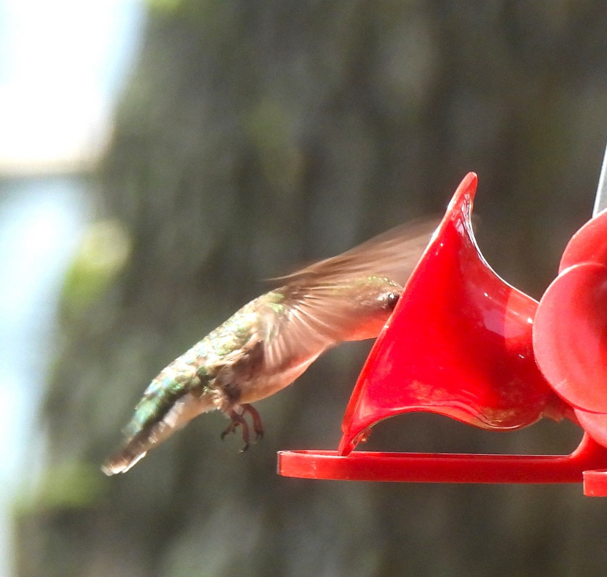 Ruby-throated Hummingbird - ML620957855