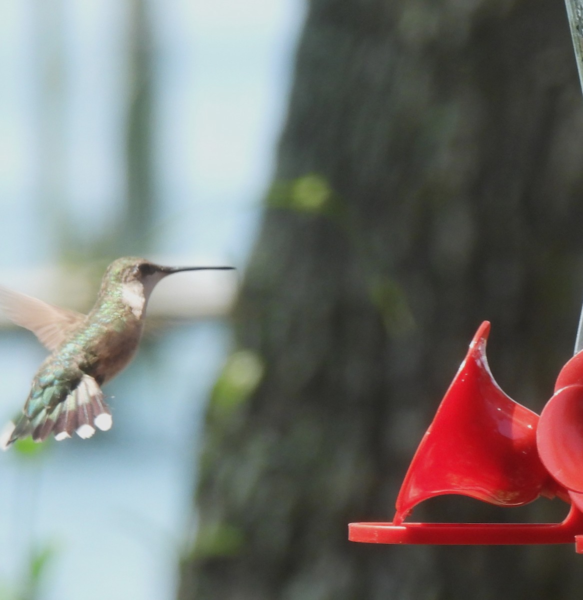Ruby-throated Hummingbird - ML620957856