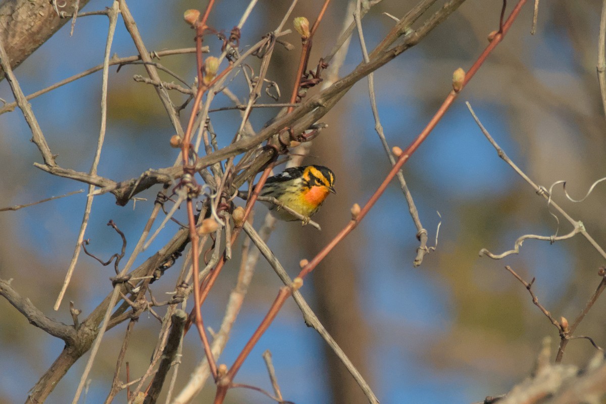 Blackburnian Warbler - ML620957883