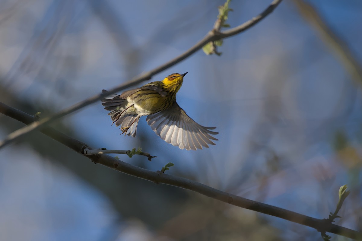 Cape May Warbler - ML620957904