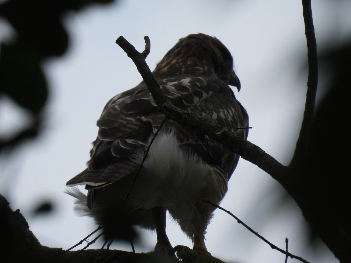 Red-tailed Hawk - ML620957908
