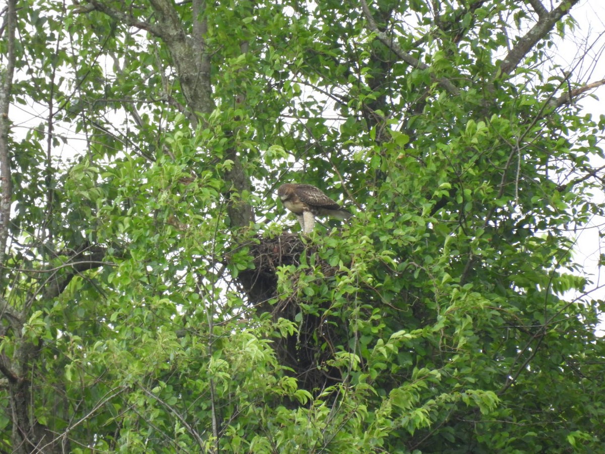 Red-tailed Hawk - ML620957909