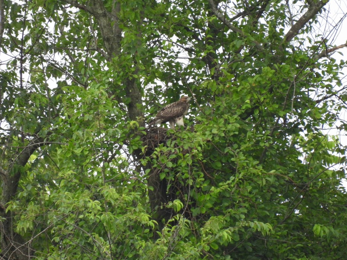 Red-tailed Hawk - ML620957910