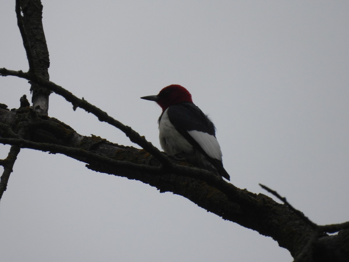 Red-headed Woodpecker - ML620957963