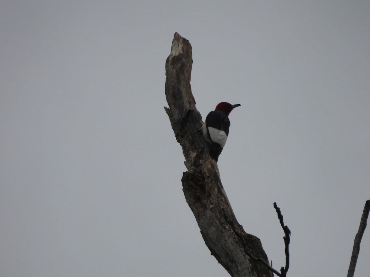 Red-headed Woodpecker - ML620957964
