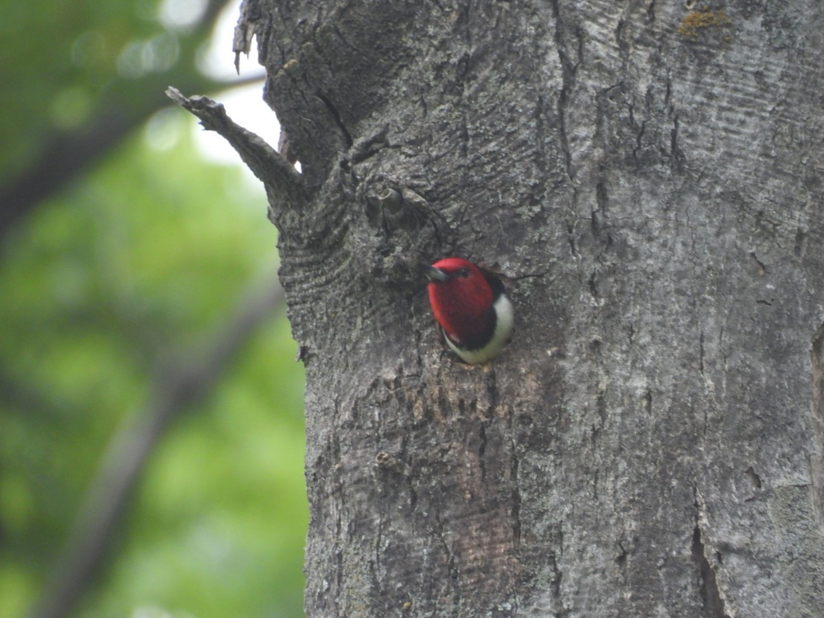 Red-headed Woodpecker - ML620957965