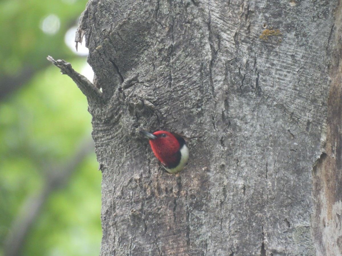Red-headed Woodpecker - ML620957966