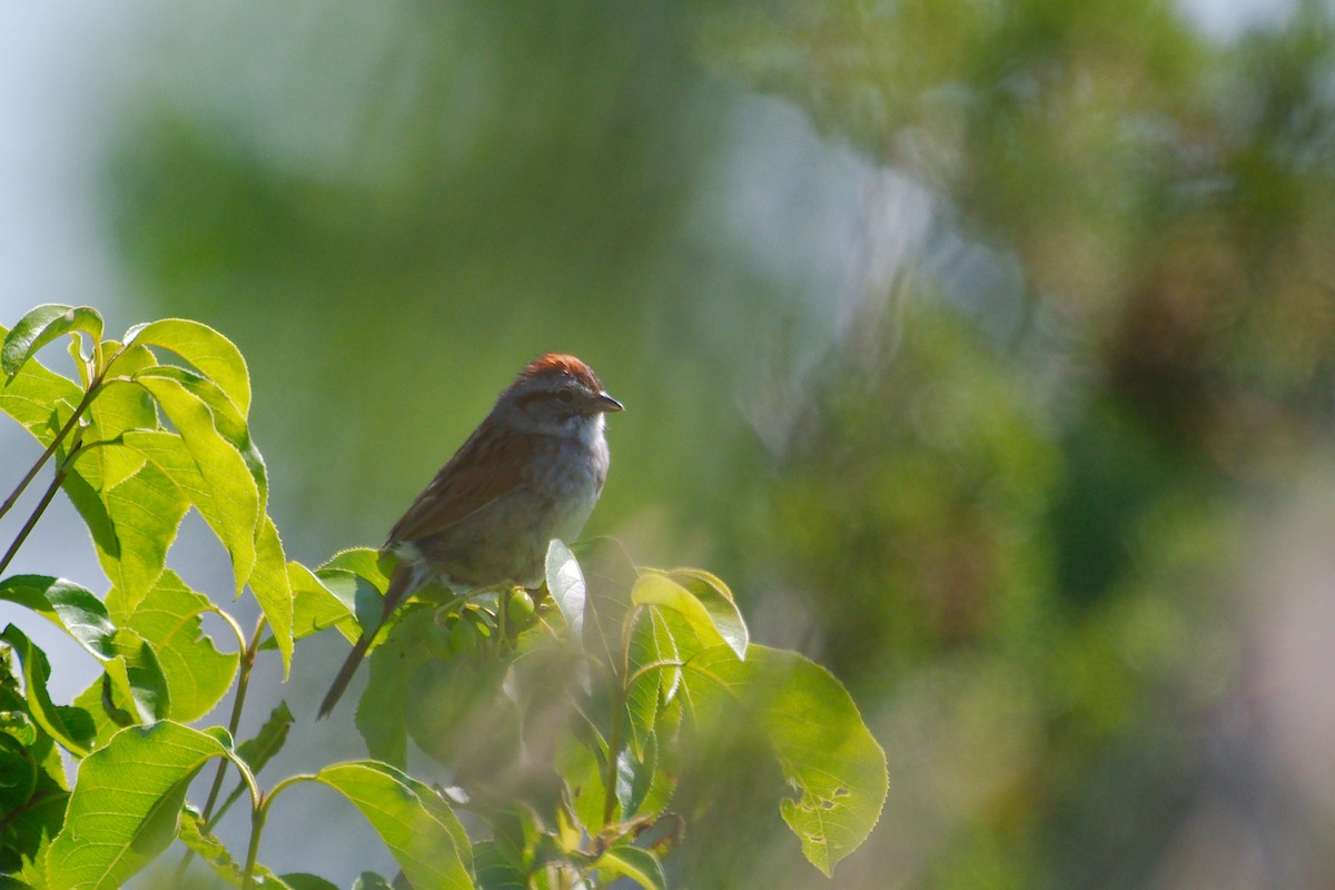 Swamp Sparrow - ML620957976