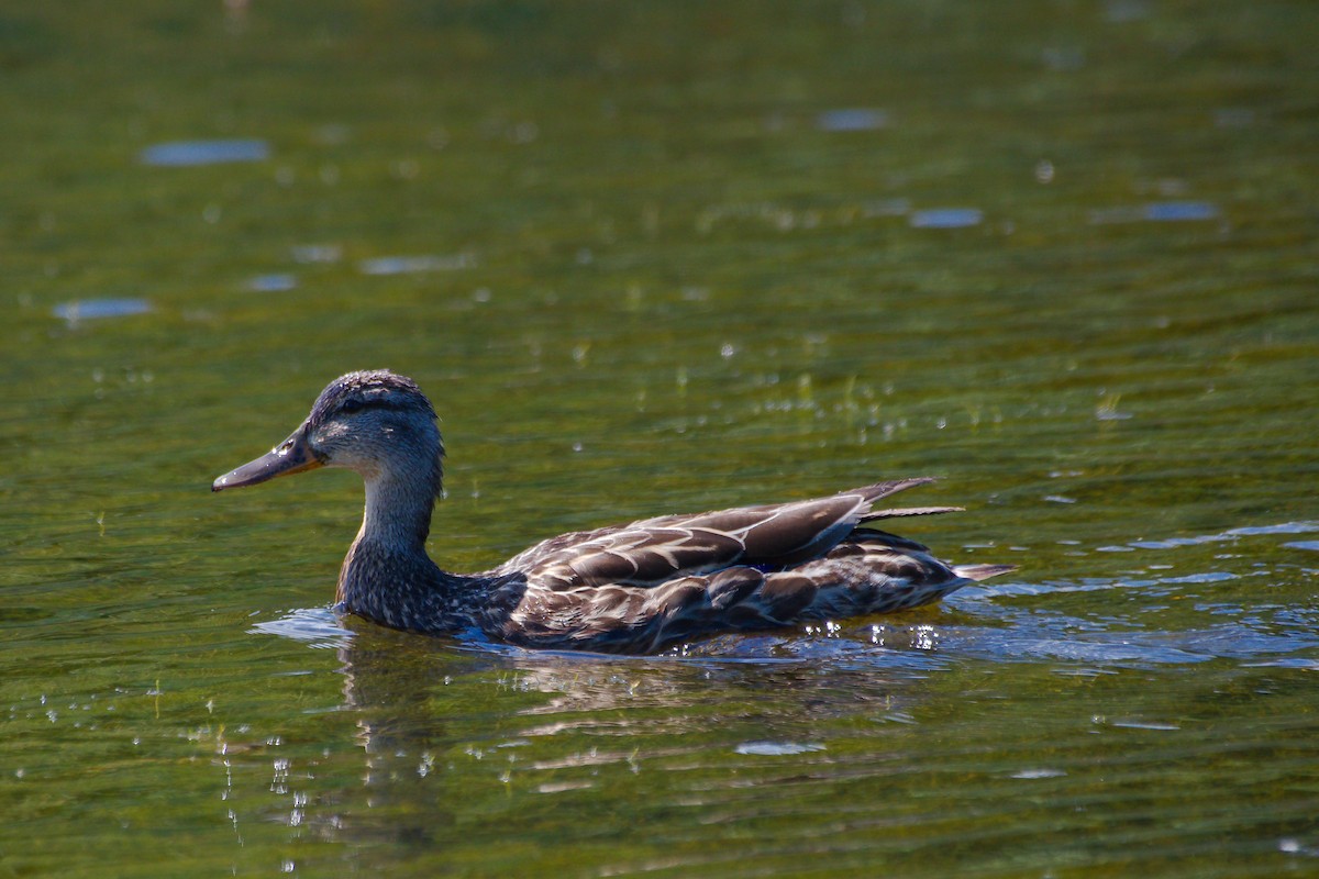 Mallard - ML620958009