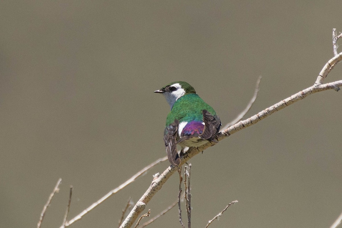 Violet-green Swallow - ML620958018