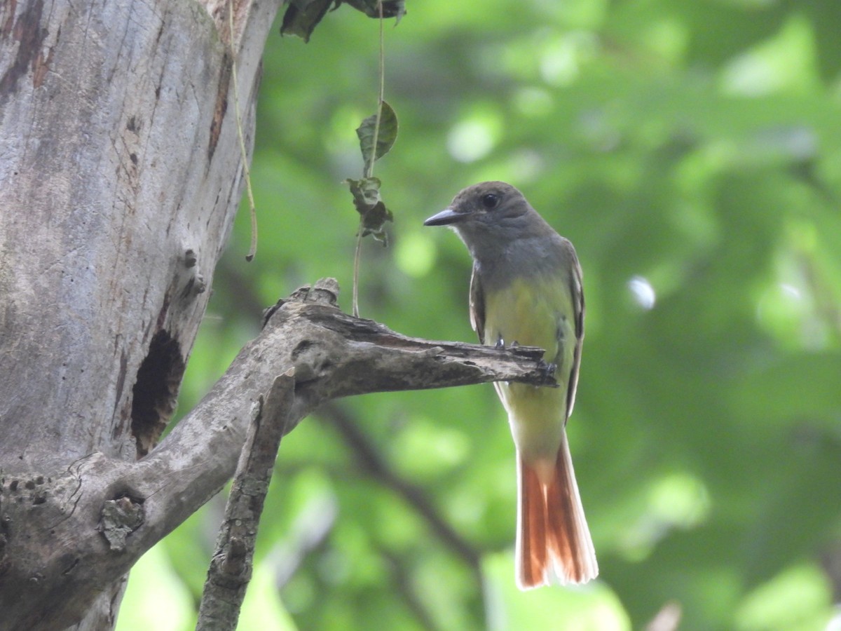 Great Crested Flycatcher - ML620958037