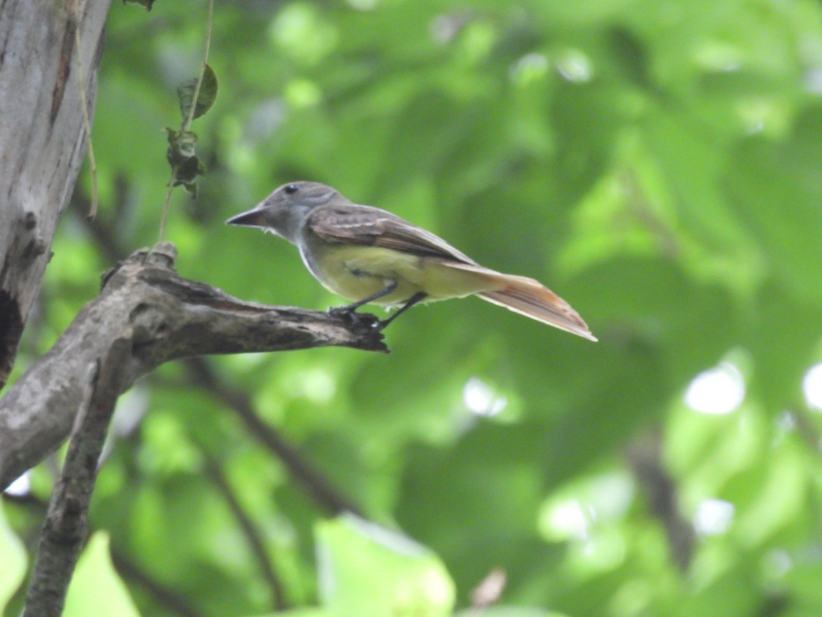 Great Crested Flycatcher - ML620958038