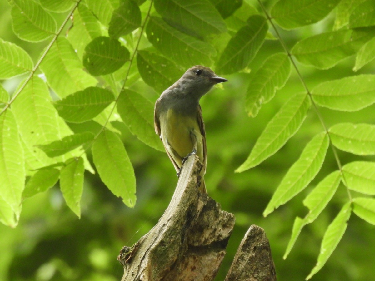 Great Crested Flycatcher - ML620958040