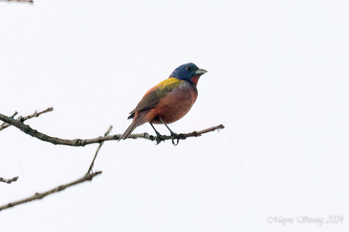 Painted Bunting - ML620958107