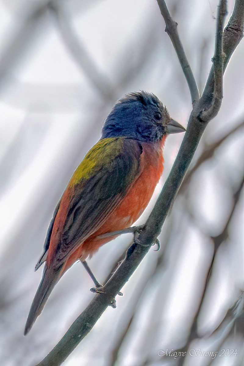 Painted Bunting - ML620958108