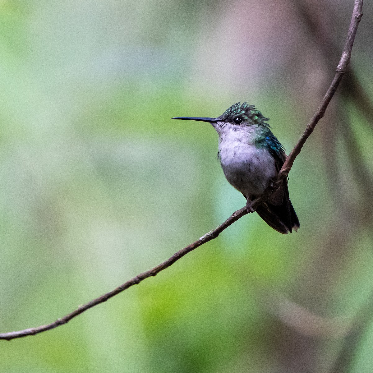 Colibrí de Julia - ML620958245