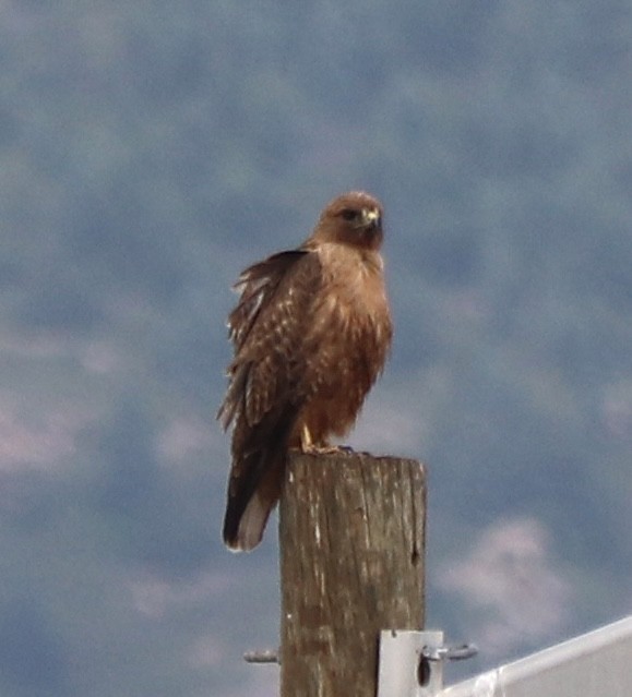 Red-tailed Hawk - ML620958420
