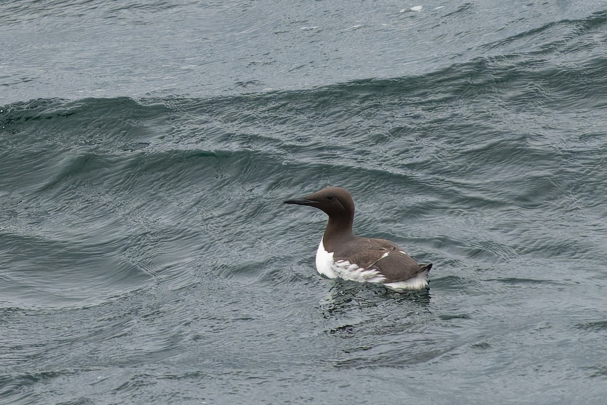 Common Murre - ML620958468