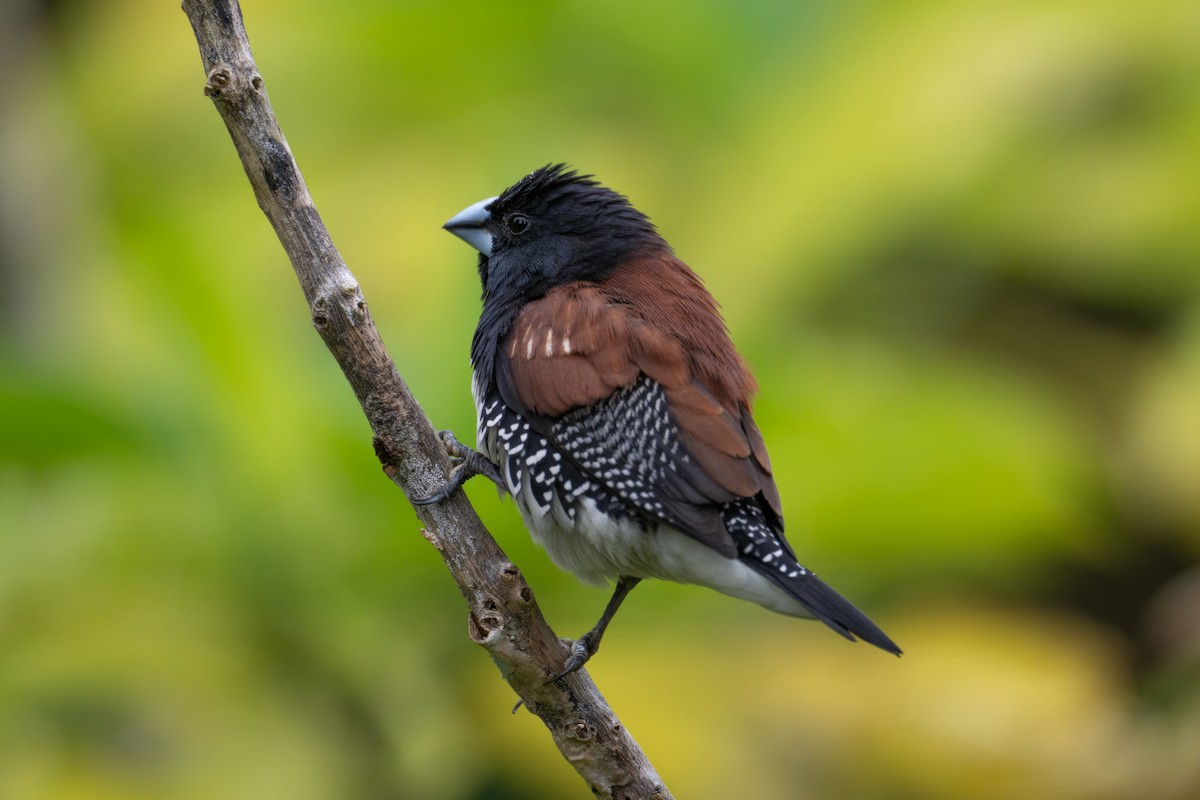 Capuchino Bicolor - ML620958476