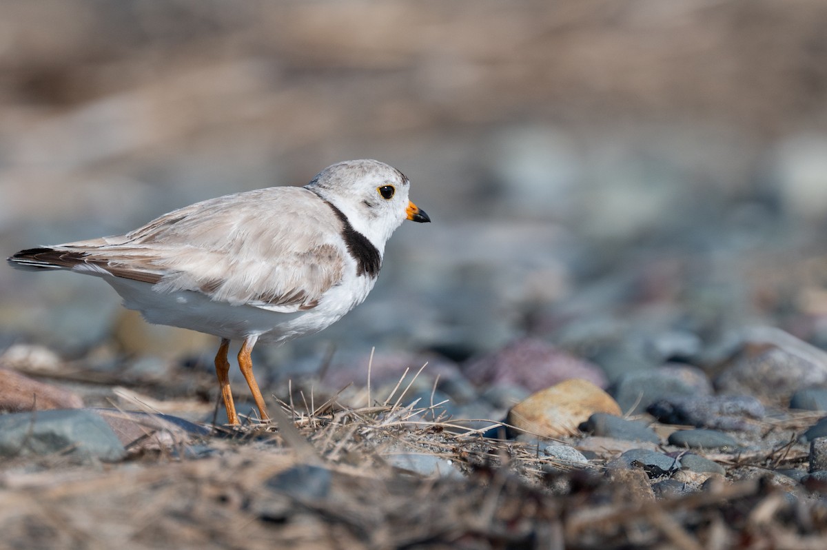 Piping Plover - ML620958480