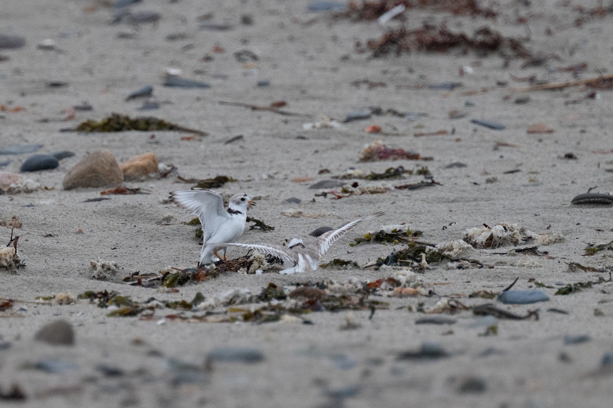 Piping Plover - ML620958495