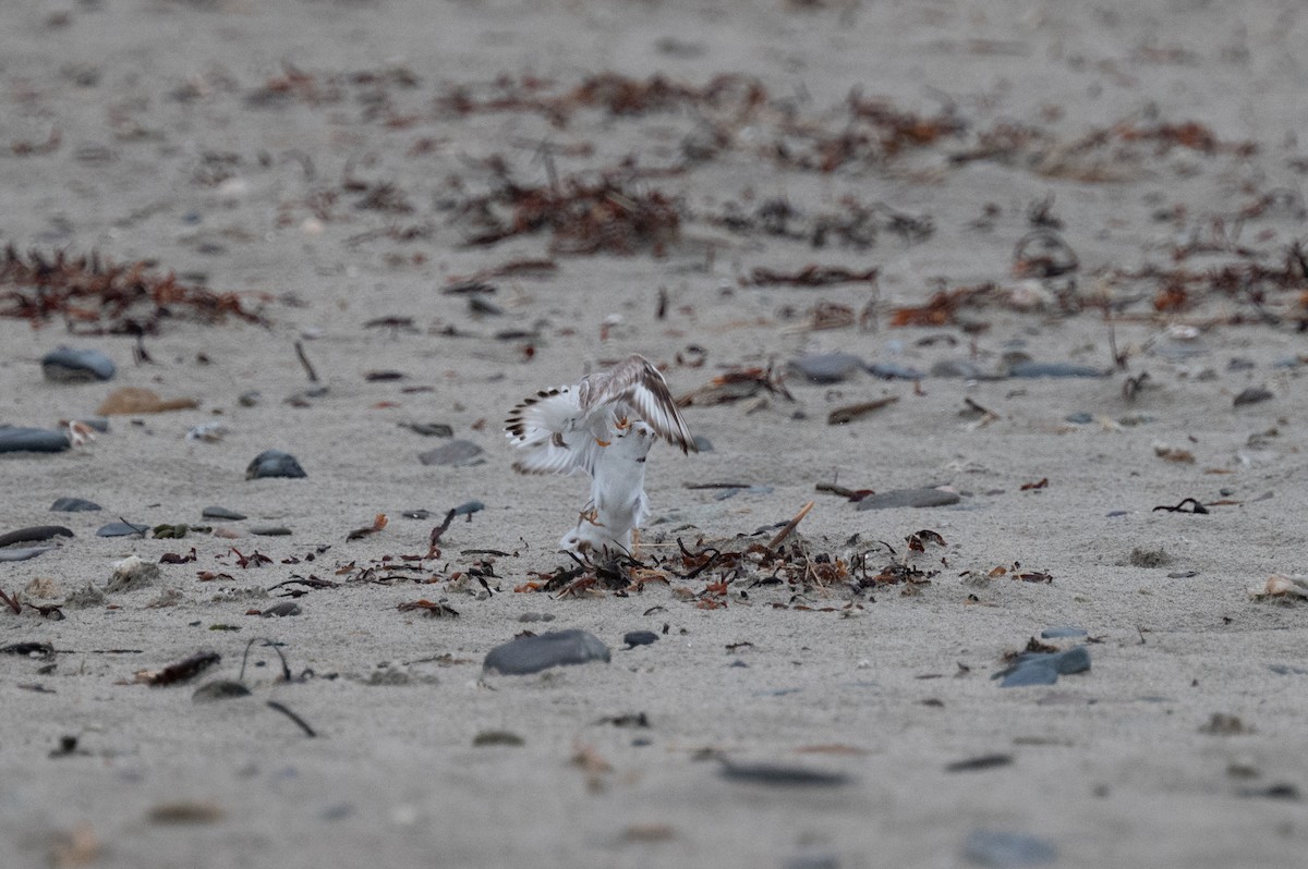 Piping Plover - ML620958496