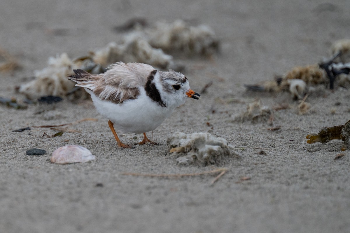 Piping Plover - ML620958497