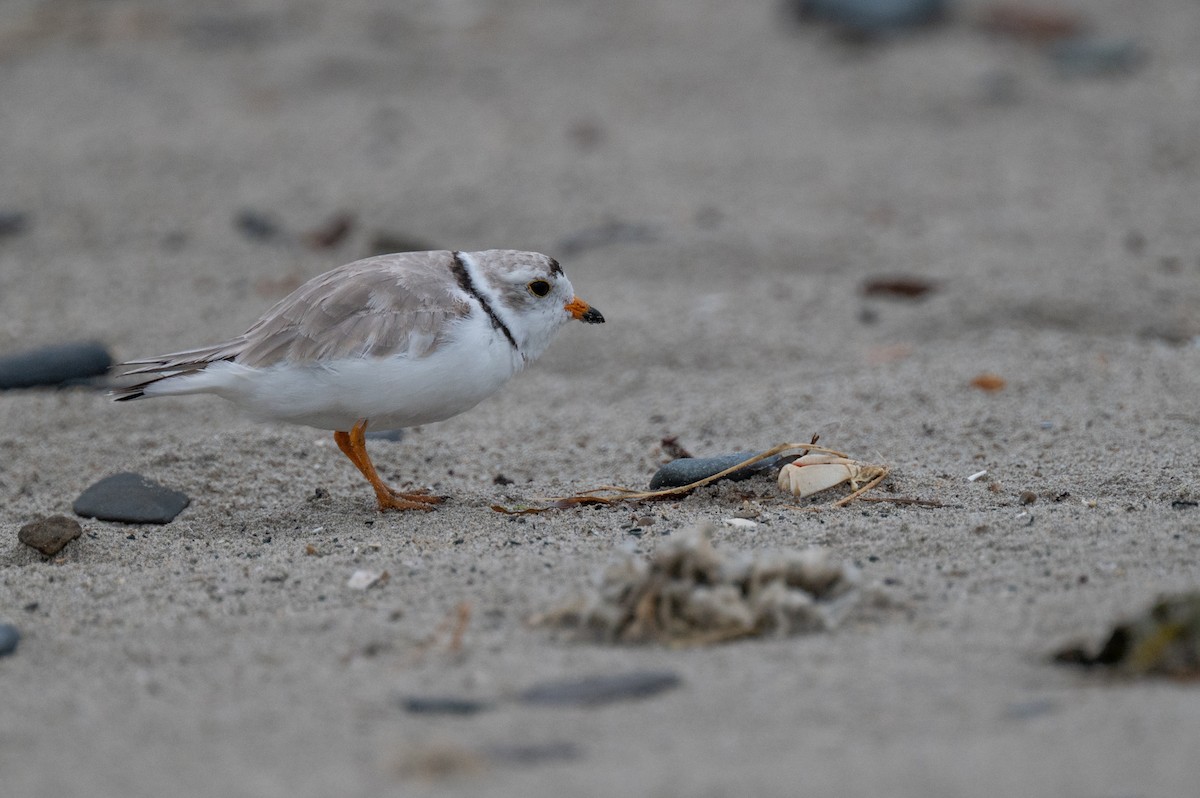 Piping Plover - ML620958498