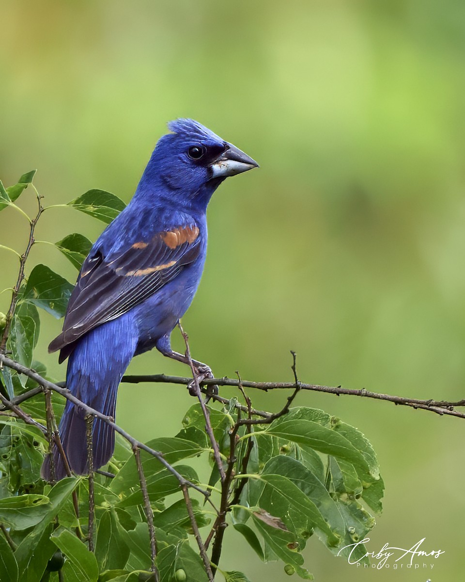 Blue Grosbeak - Corby Amos