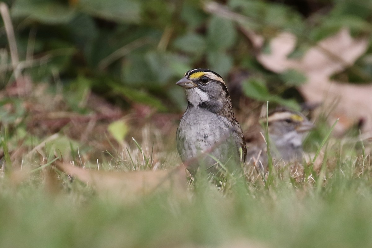 White-throated Sparrow - Sabrina Hepburn