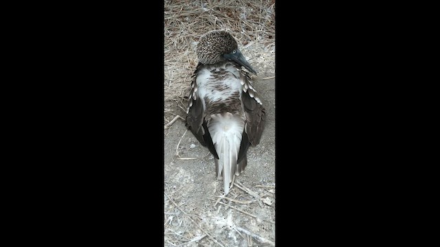 Blue-footed Booby - ML620958595