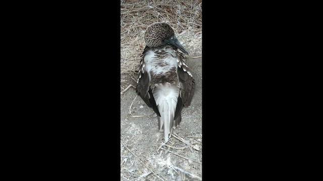 Blue-footed Booby - ML620958595