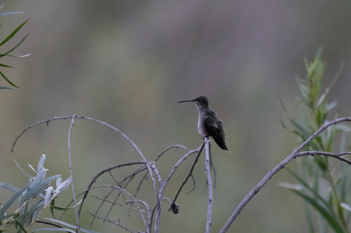 Black-chinned Hummingbird - Isaac Boardman